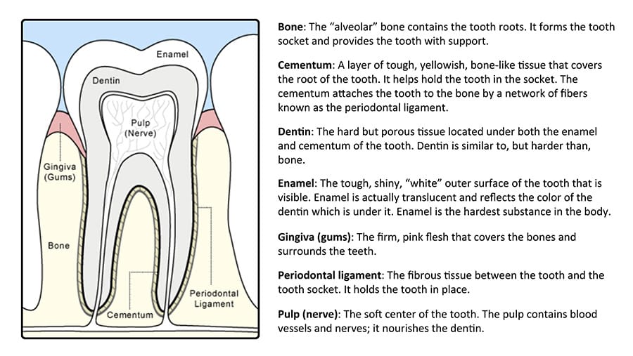 anatomy of a tooth